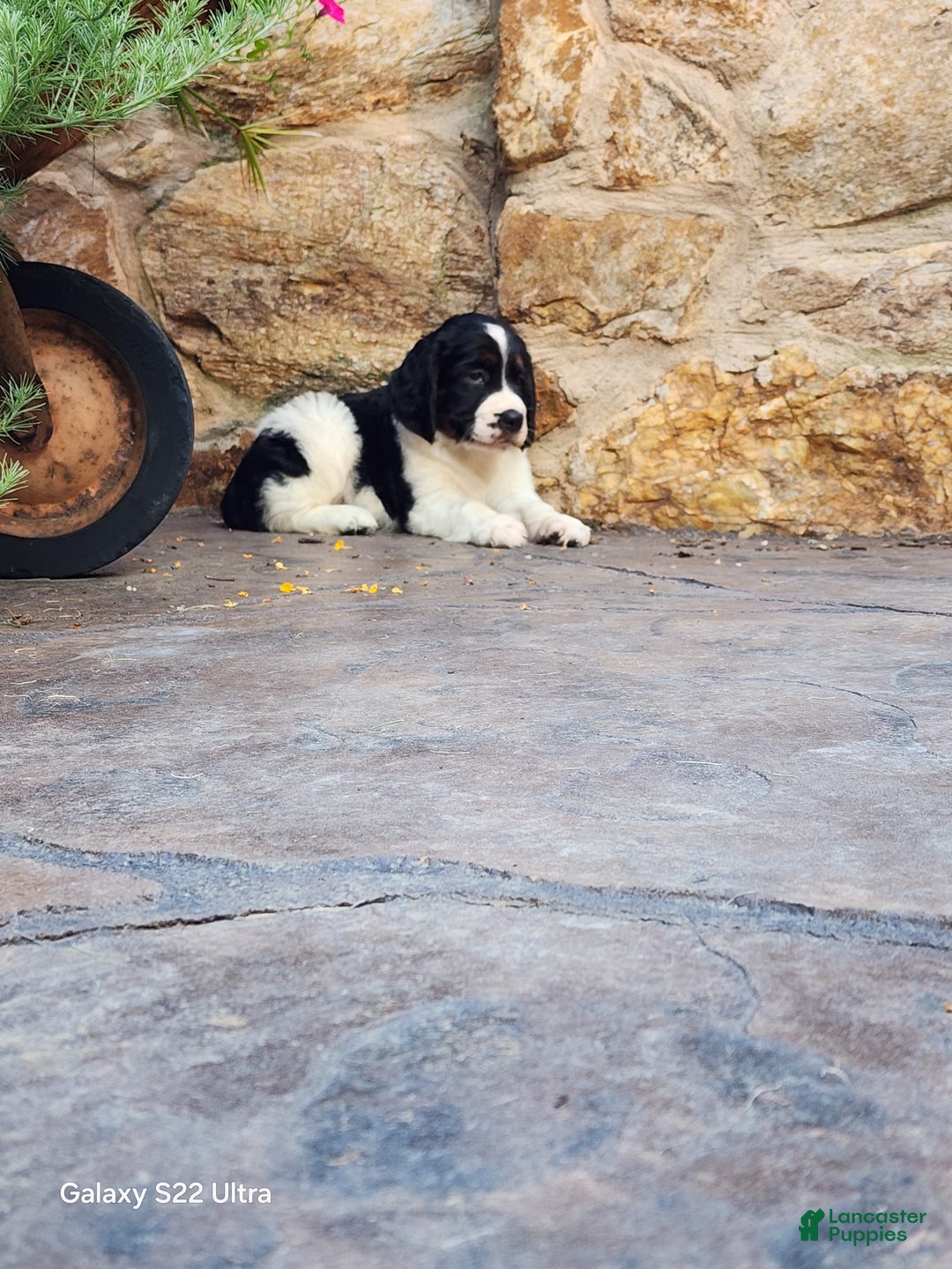 English Springer Spaniel dogs for sale: Eddie - Image 4