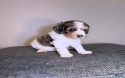 Mini Aussiedoodle dogs for sale: Tide - Image 1