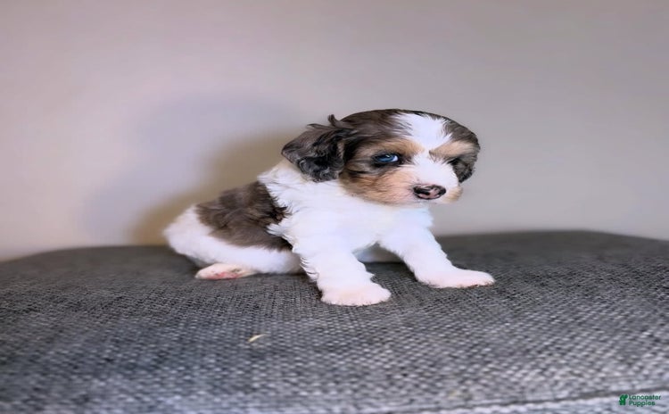 Mini Aussiedoodle dogs for sale - Ad 3
