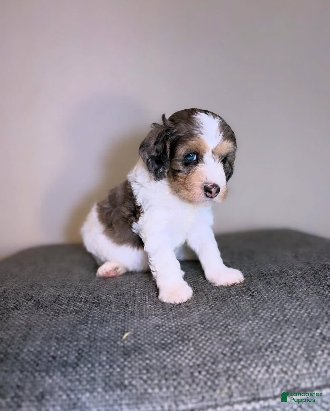 Mini Aussiedoodle dogs for sale: Tide - Image 1