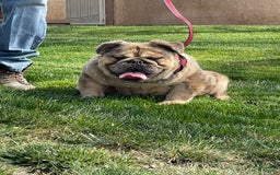 English Bulldog dogs for sale: Fluffy the Bear - Image 1