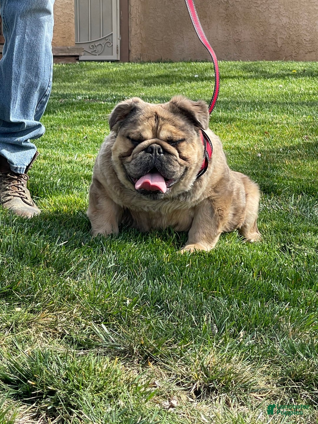 English Bulldog dogs for sale: Fluffy the Bear - Image 1