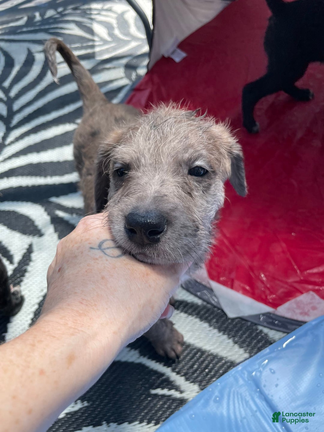Great Dane dogs for sale: Rusty - Image 8