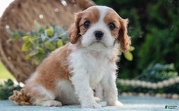 Cavalier King Charles Spaniel dogs for sale: Princess - Image 5