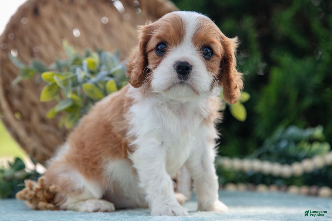 Cavalier King Charles Spaniel dogs for sale: Princess - Image 5