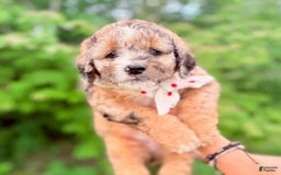 Bernedoodle dogs for sale: Patriot - Image 1