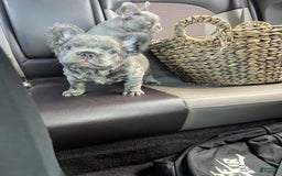 French Bulldog dogs for sale: Rome - Image 1