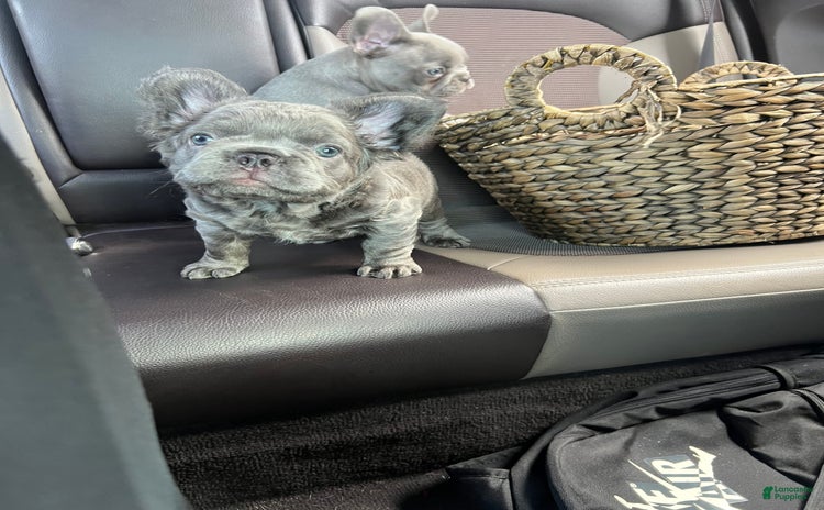 French Bulldog dogs for sale - Ad 3