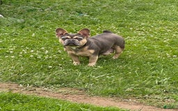 French Bulldog dogs for sale: Blaze - Image 6