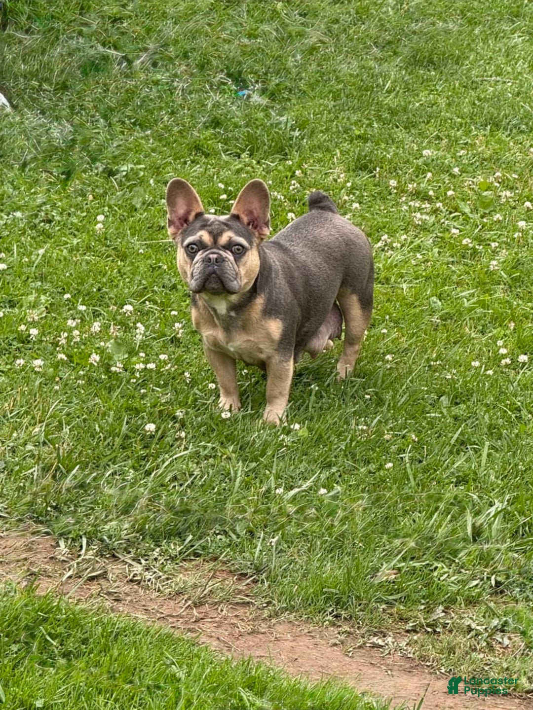 French Bulldog dogs for sale: Blaze - Image 6