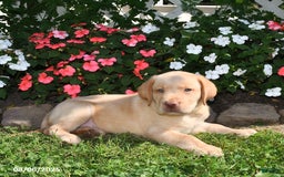 Labrador Retriever dogs for sale: Bruno - Image 2