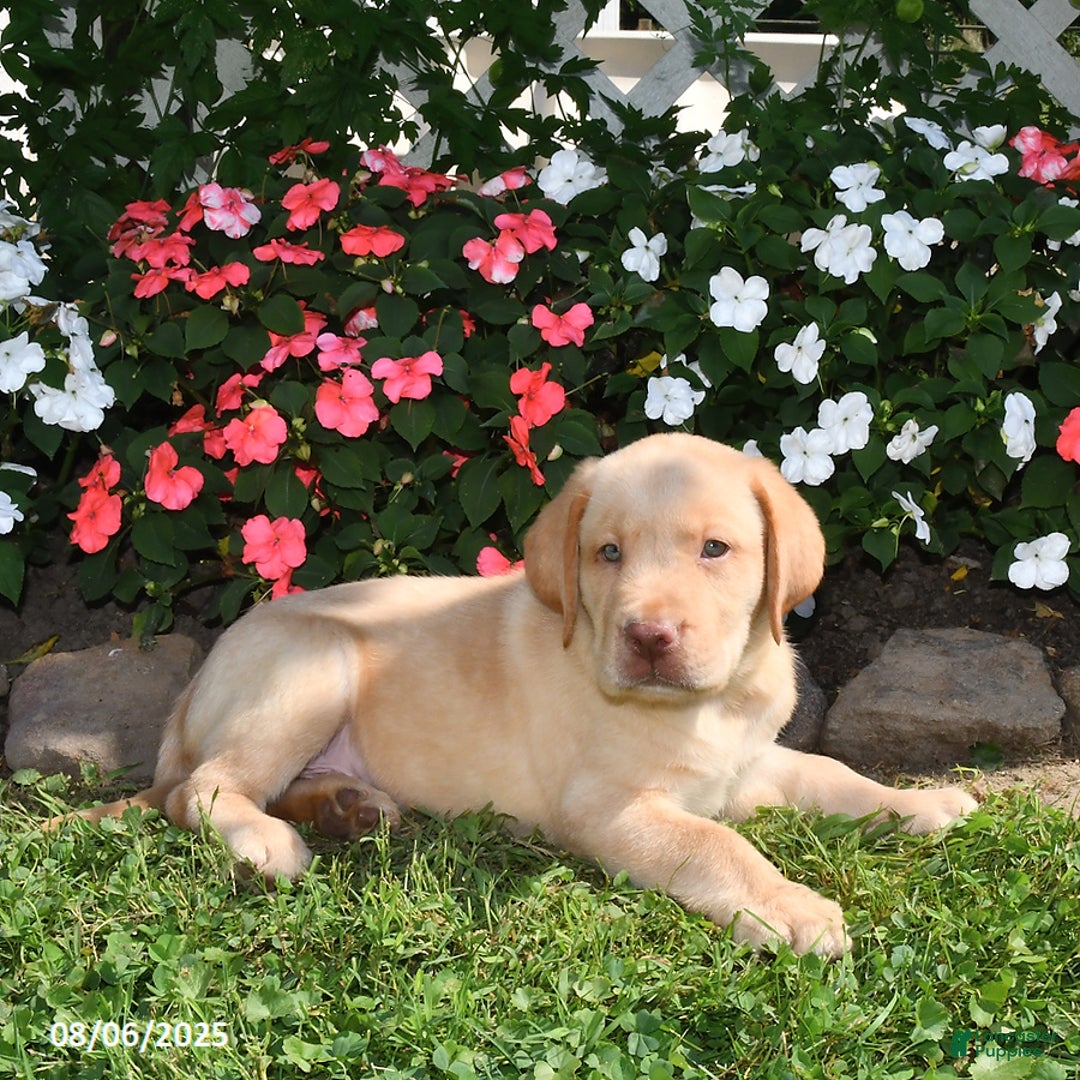 Labrador Retriever dogs for sale: Bruno - Image 2