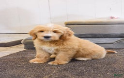 Goldendoodle dogs for sale: Goldendoodle 6 puppies - Image 8
