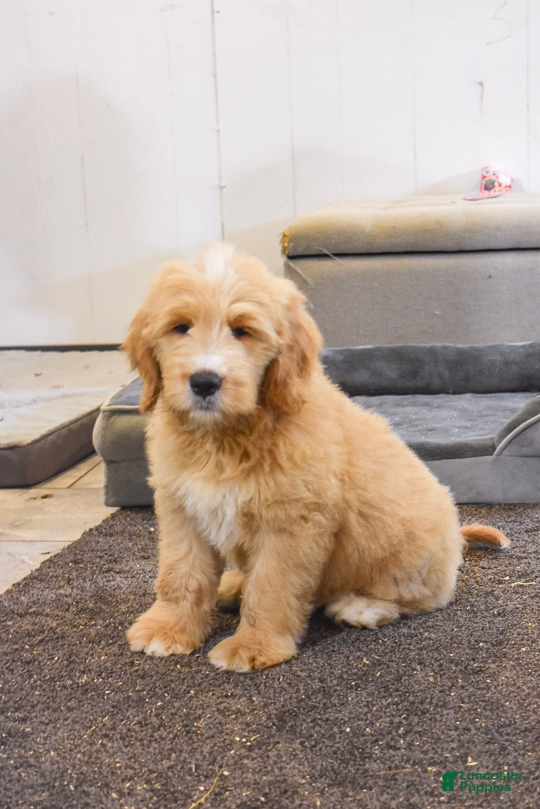 Goldendoodle dogs for sale: Goldendoodle 6 puppies - Image 8