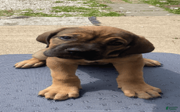 Cane Corso dogs for sale: N/a - Image 1