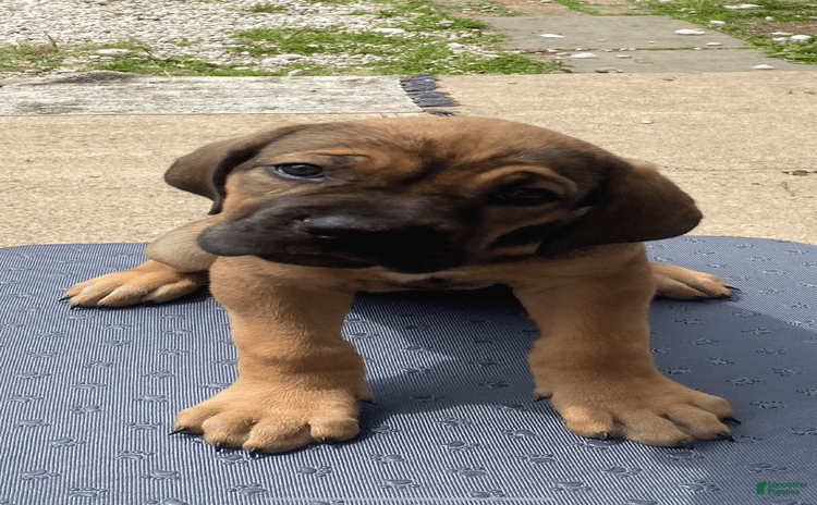 Cane Corso dogs for sale - Ad 1