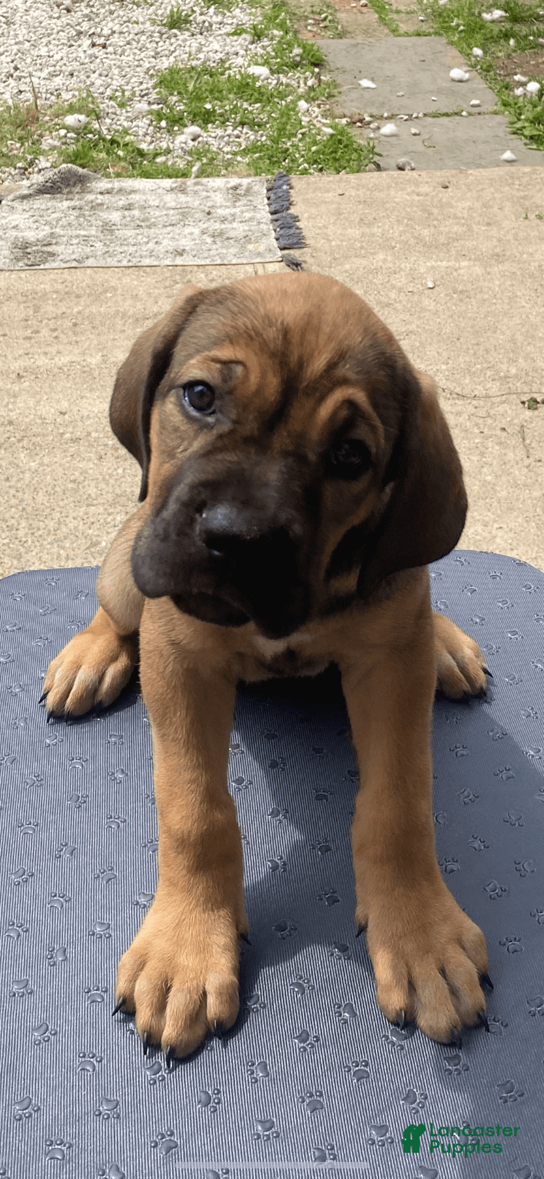 Cane Corso dogs for sale: N/a - Image 1