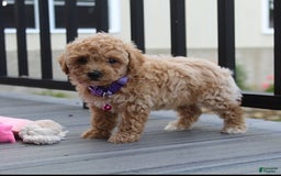 Bichpoo dogs for sale: Addison - Image 8