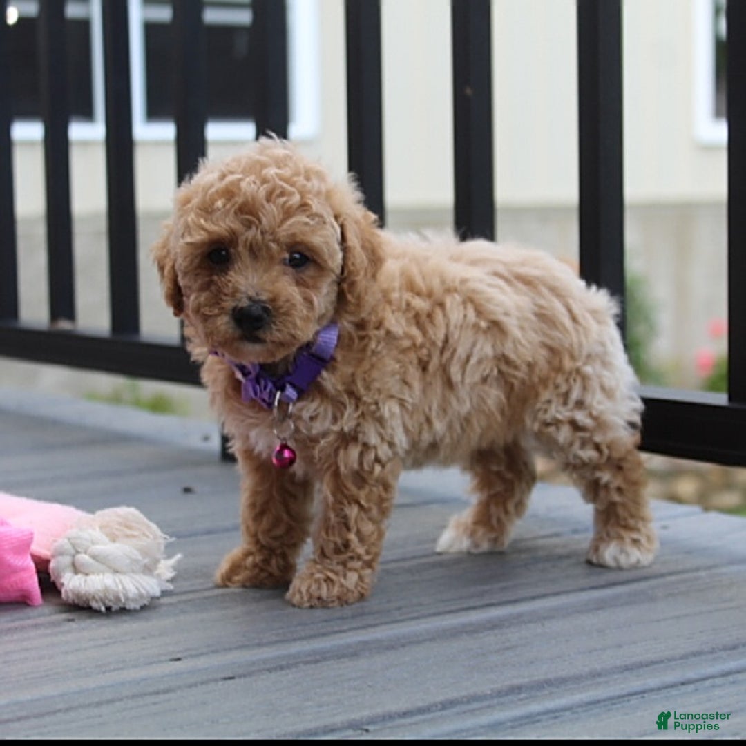Bichpoo dogs for sale: Addison - Image 8