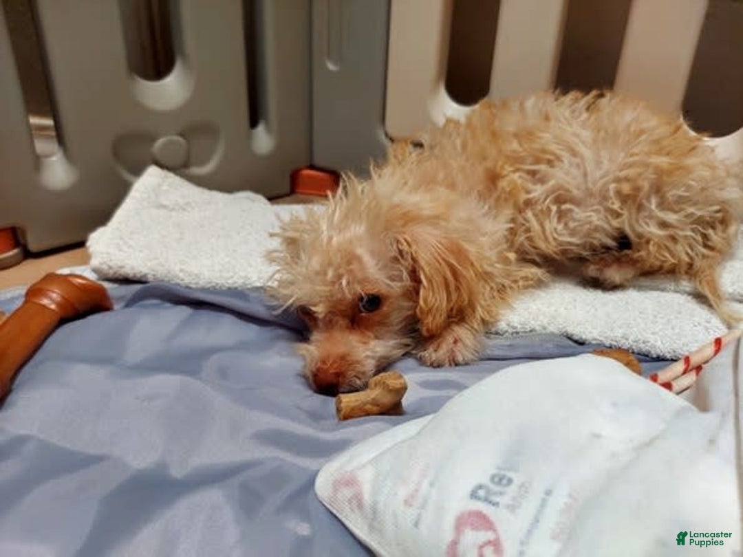 Toy Poodle dogs for sale: Honey - Image 6