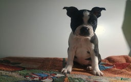 Boston Terrier dogs for sale: Lola - Image 3