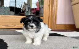 Havanese dogs for sale: Jared - Image 4
