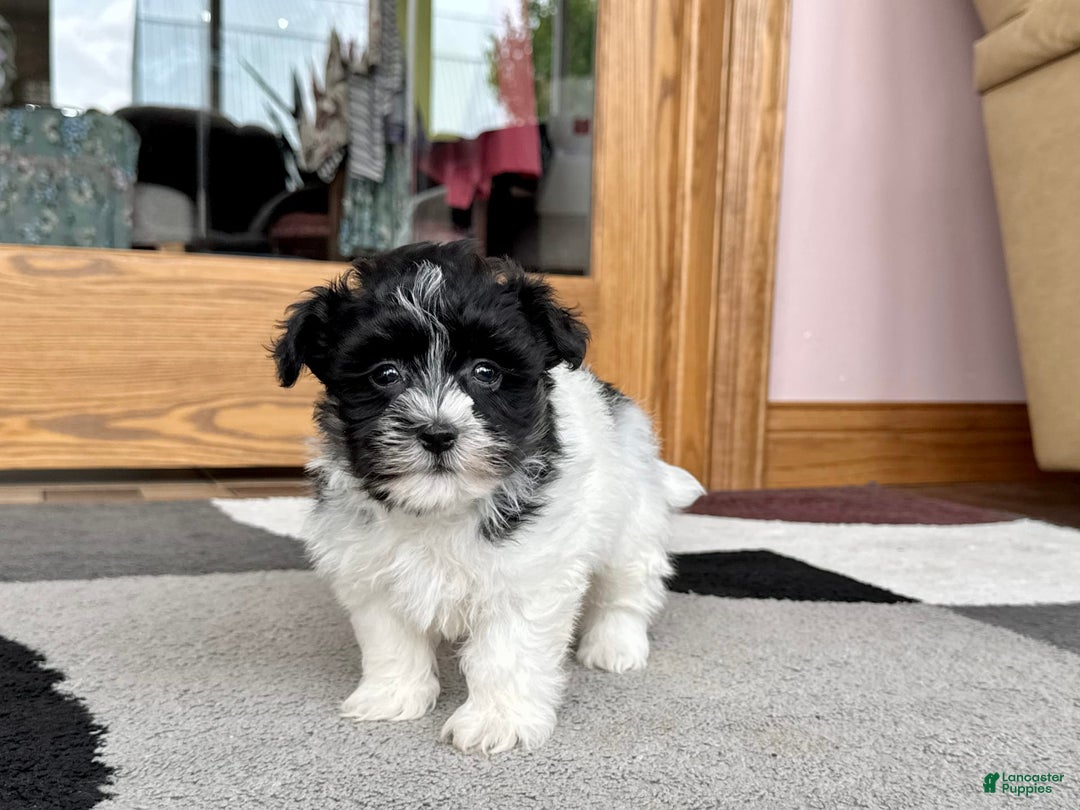 Havanese dogs for sale: Jared - Image 4