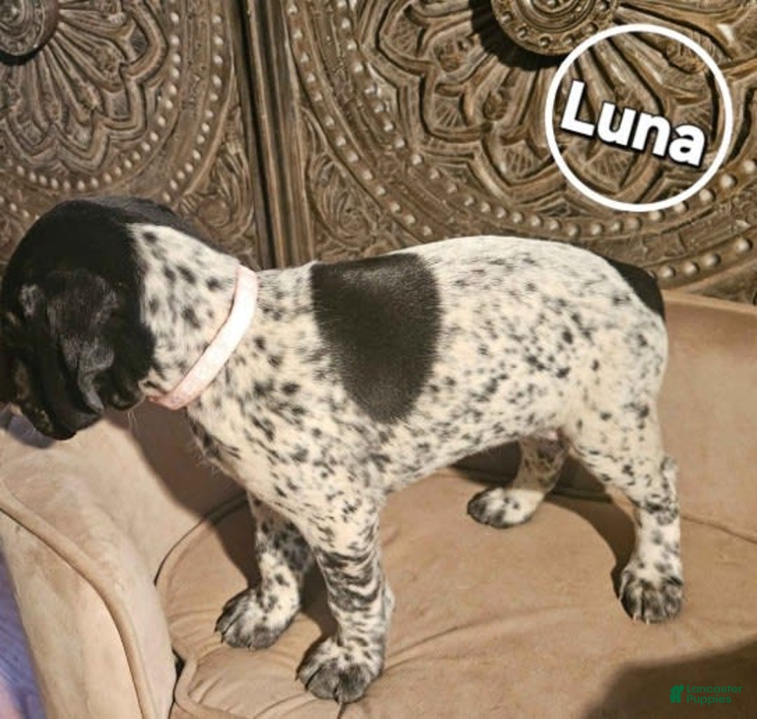 German Shorthaired Pointer dogs for sale: German Shorthaired Pointer 5 puppies - Image 2