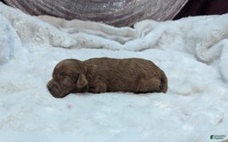 Cavapoo dogs for sale: Hermes - Image 2