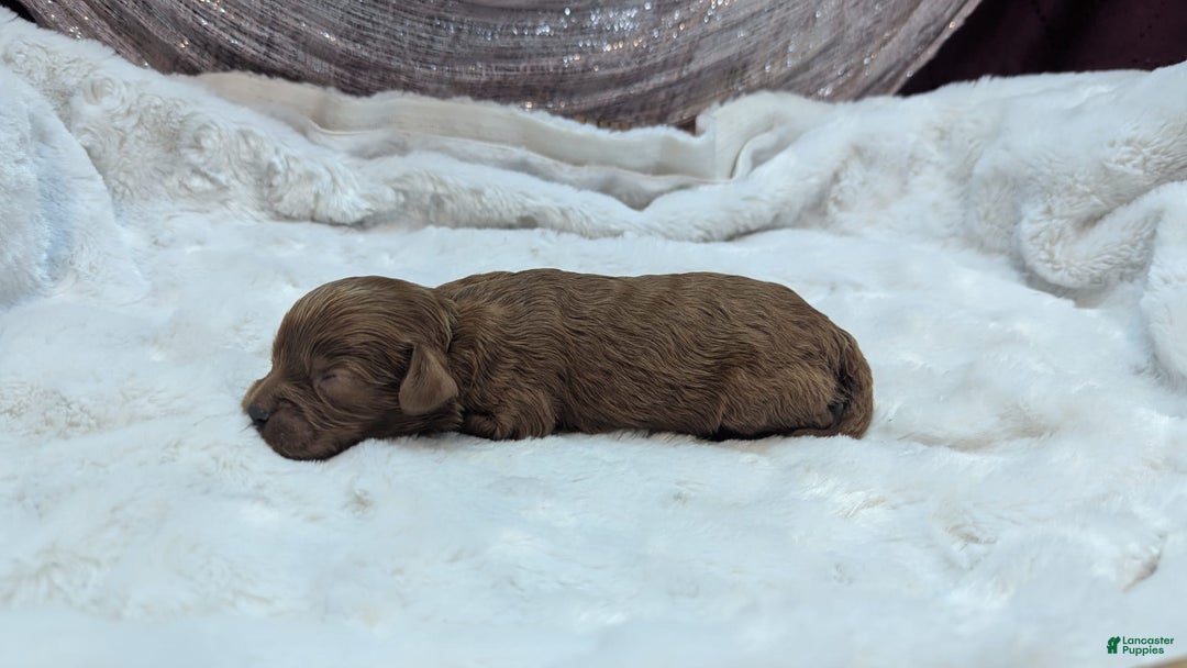 Cavapoo dogs for sale: Hermes - Image 2