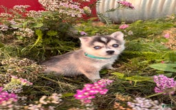 Alaskan Klee Kai dogs for sale: Addie Blue - Image 4