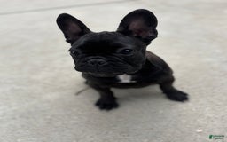 French Bulldog dogs for sale: Coco - Image 2