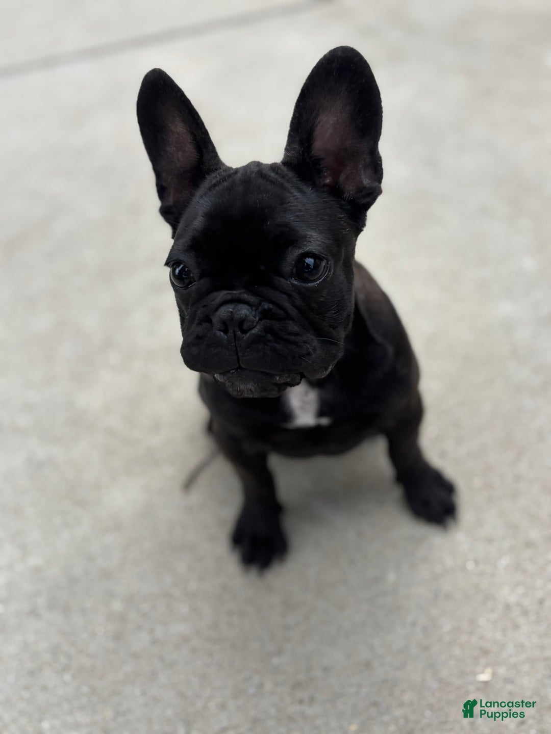 French Bulldog dogs for sale: Coco - Image 2