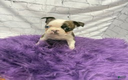 Boston Terrier dogs for sale: Sweet Pea - Image 6