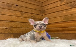 French Bulldog dogs for sale: Jax - Image 5