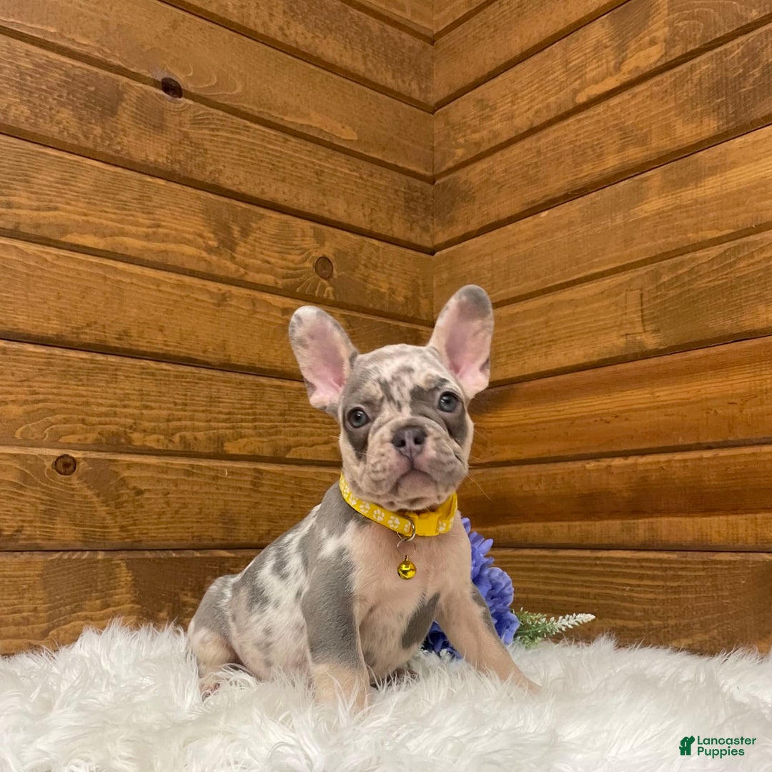 French Bulldog dogs for sale: Jax - Image 5