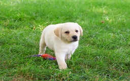 Labrador Retriever dogs for sale: Labrador Retriever 8 puppies - Image 18