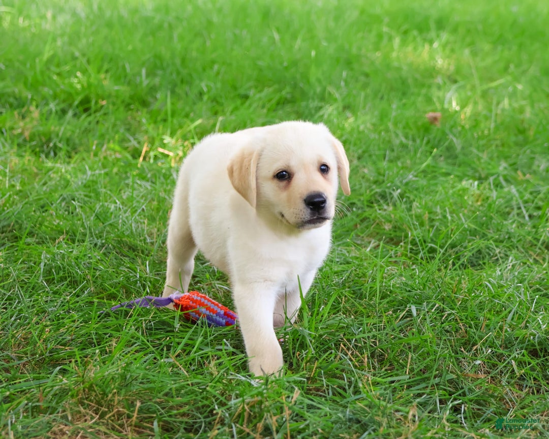 Labrador Retriever dogs for sale: Labrador Retriever 8 puppies - Image 18