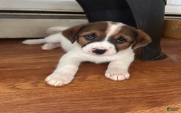 Australian Cattle Dog dogs for sale: Bella - Image 1