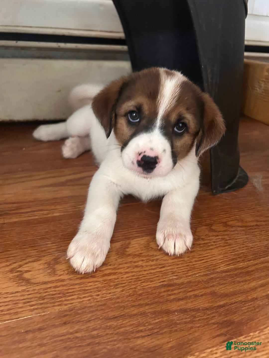 Australian Cattle Dog dogs for sale: Bella - Image 1