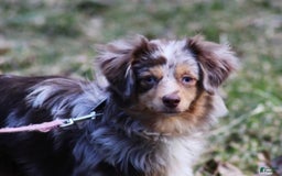  dogs for sale: Pebbles - Image 7