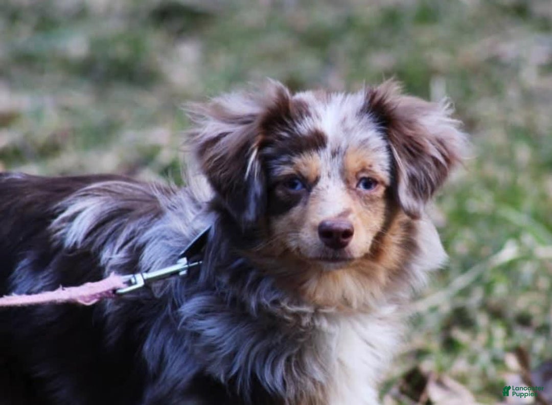  dogs for sale: Pebbles - Image 7