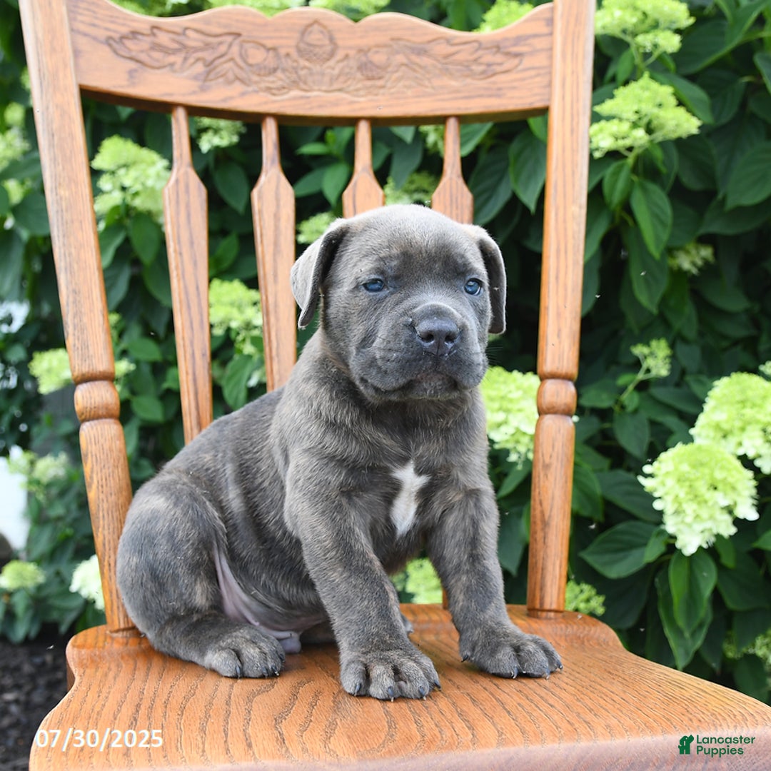 Cane Corso dogs for sale: Sierra - Image 5
