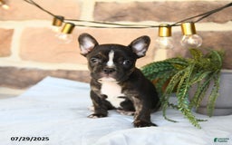 Frenchton dogs for sale: Captain - Image 4