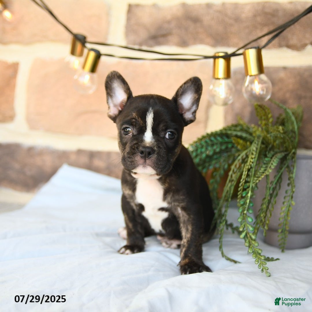 Frenchton dogs for sale: Captain - Image 4