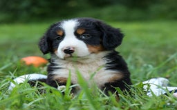 Bernese Mountain Dog dogs for sale: Sage - Image 14