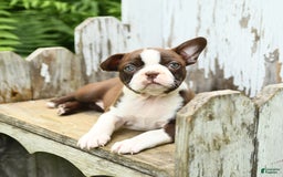 Boston Terrier dogs for sale: Honey - Image 3