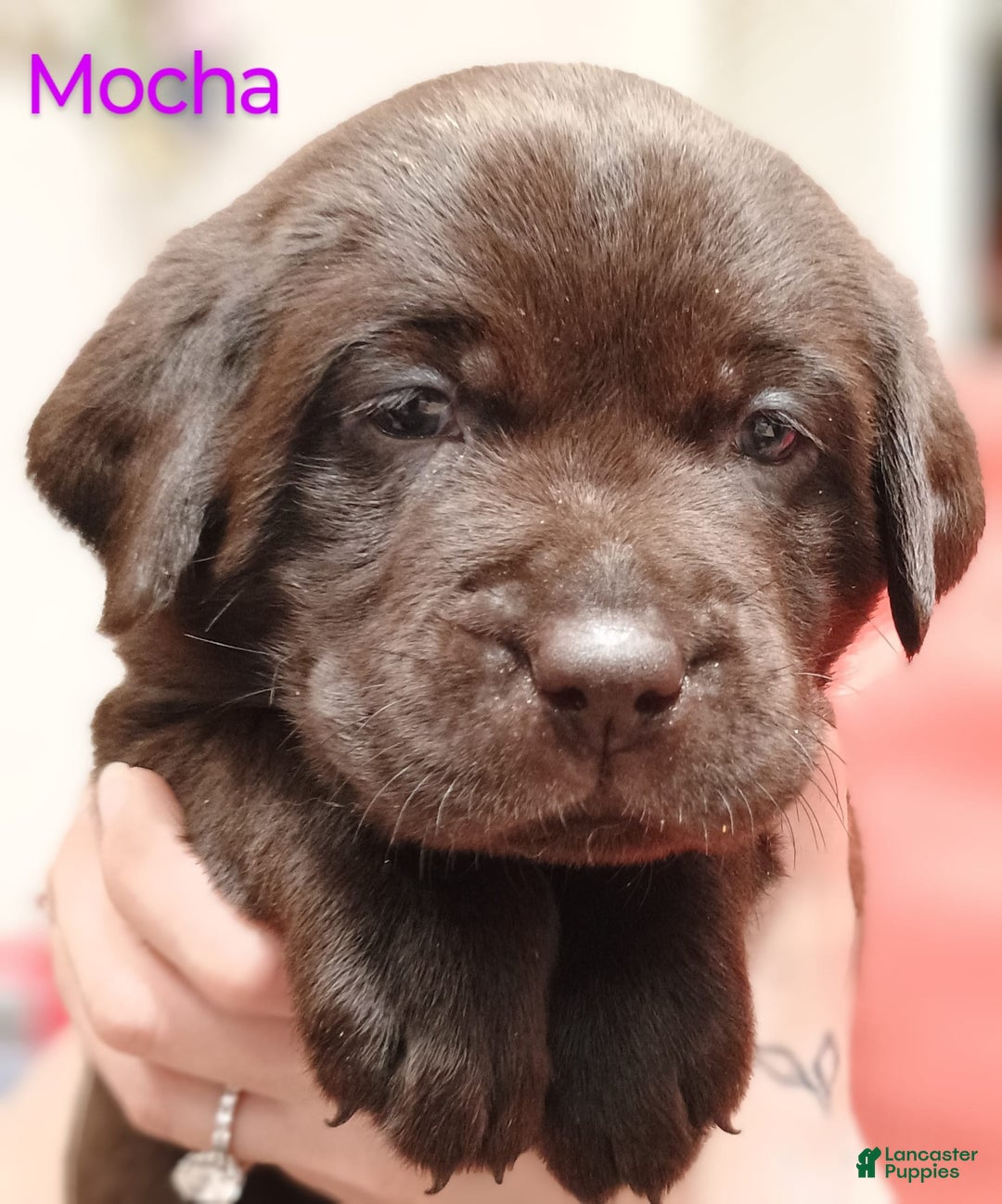 Labrador Retriever dogs for sale: Mocha - Listing for pets: Emma, Gunther, Chandler, Nubbin, Mocha - Image 1
