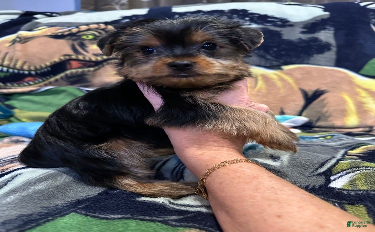 Yorkshire Terrier dogs for sale - Ad 4