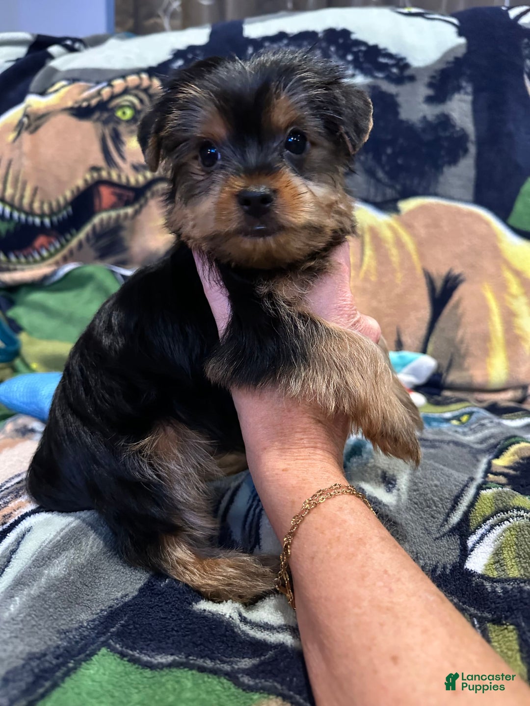 Yorkshire Terrier dogs for sale: Blue4 - Image 1